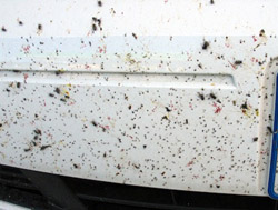 Removing Bugs from Your Car